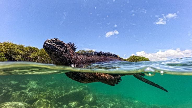 Così El Niño minaccia la biodiversità delle Galápagos