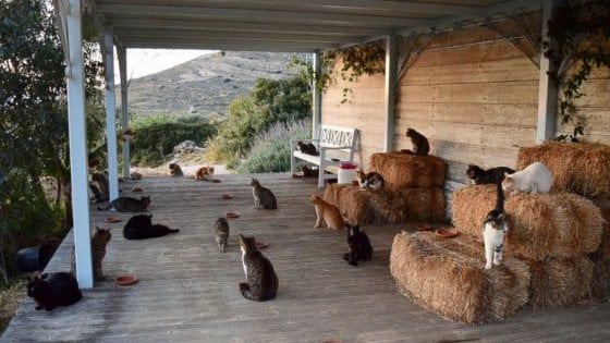 'Accarezzatore' di gatti in un'isola greca? In un mese 35mila curriculum (da 83 Paesi diversi)