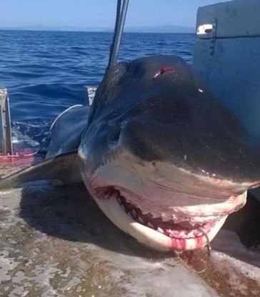 Australia, catturato squalo tigre di sei metri