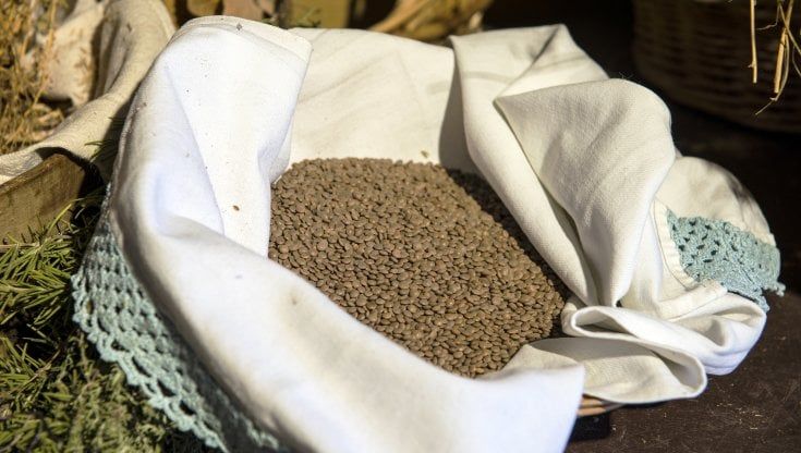 L'invasione dei cinghiali e quella lenticchia che rischia di scomparire