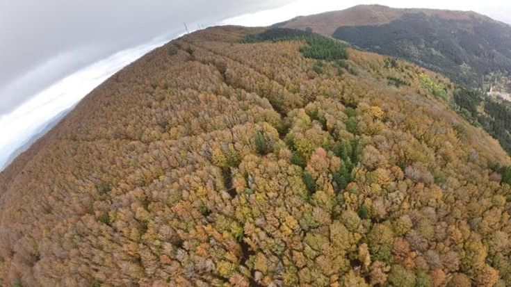Il cambiamento climatico fa spostare gli alberi. In Toscana il patrimonio forestale più grande d’Italia, sperimentato il robot che mappa le piante