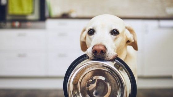 Il mercato del pet food supera quota 2 miliardi
