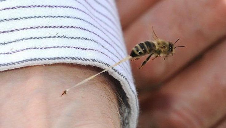 Morì punto da un'ape sul posto di lavoro, i giudici: "Un incidente". Assolto il titolare dell'azienda