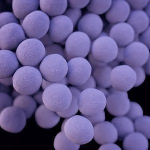 Ecco i 12 batteri supercattivi. L'Oms: subito nuovi antibiotici