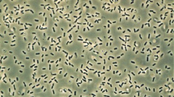 Che memoria quei batteri.  Come i neuroni del cervello