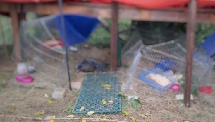Entrano in un rifugio per conigli abbandonati e li uccidono a calci, i volontari: "Distrutti dal dolore"