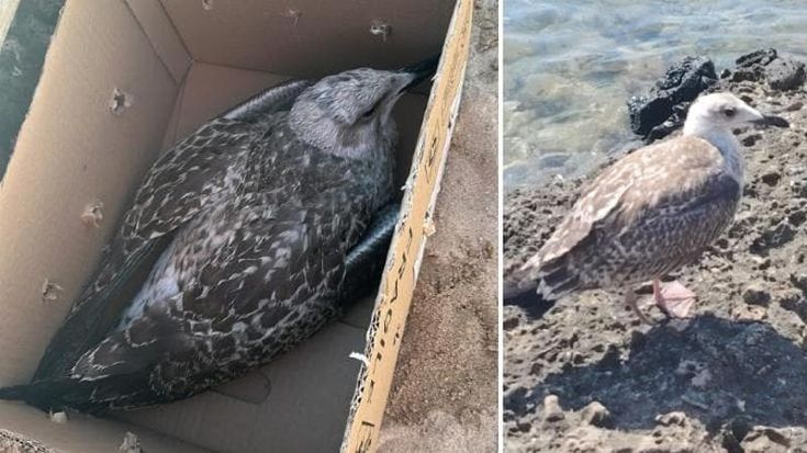 Gabbiani reali decimati a Porto Cesareo, mistero sulle cause: “Non sappiamo perché stanno morendo”