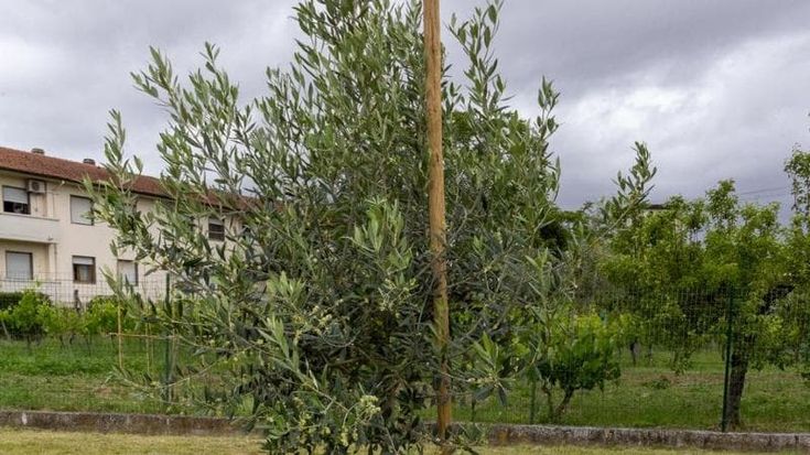 Empoli, un olivo per la scuola per ricordare Gioiele Barni, scomparso a 7 anni