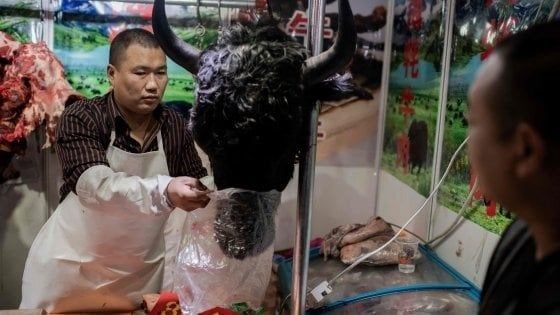 Coronavirus, la Cina mette al bando la carne di animali selvatici