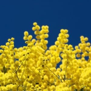 8 marzo, tutti gli eventi per la Giornata internazionale della Donna