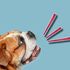 La strana storia del cane che conosceva 1000 parole