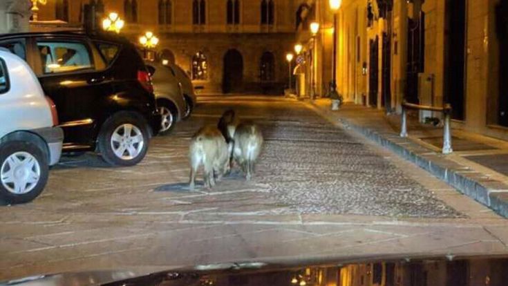 Coronavirus, gli animali si riprendono le città. L'esperto: "Occasione unica per capire il fenomeno"