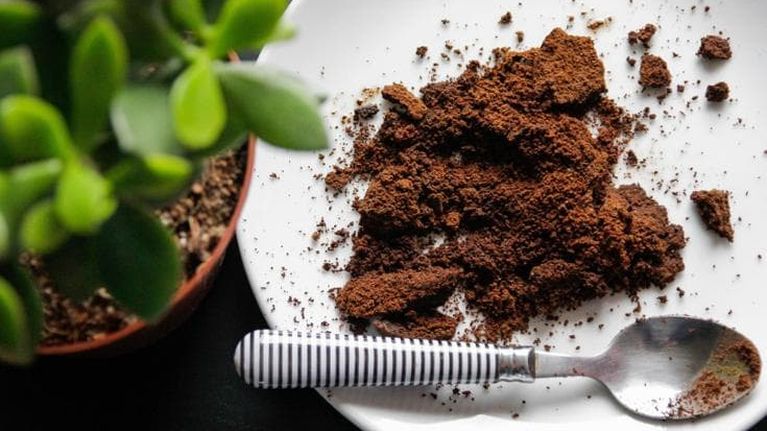 Fondi di caffè in giardino: come usarli per nutrire le piante naturalmente