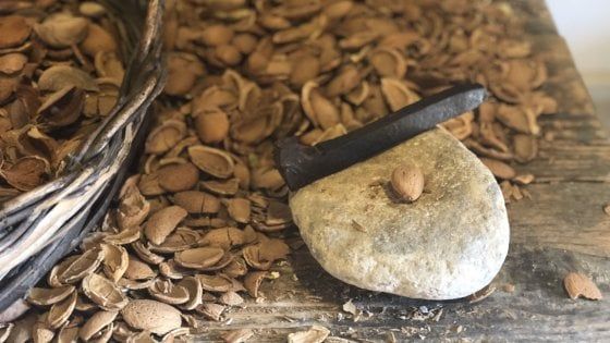   Mandorla di Avola: produzione in aumento, ma pericolo crollo prezzi