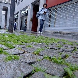 Daniela Bouvet: "Fanno danni e provocano allergie, non sottovalutiamo le erbacce"