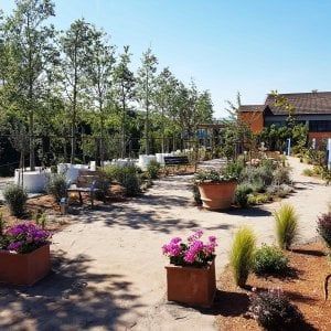 Healing garden: l’Alzheimer si cura in giardino