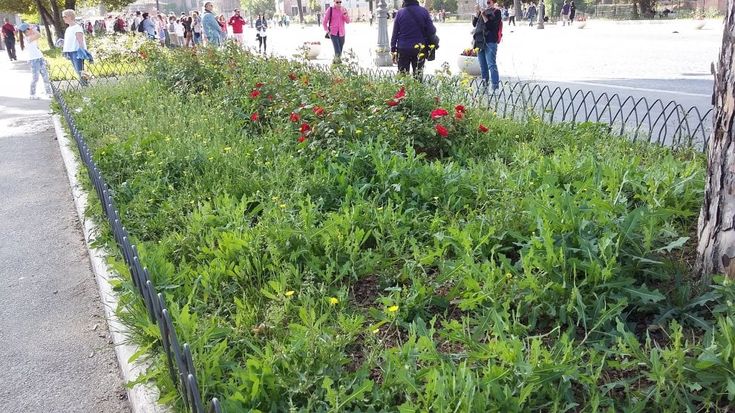 Roma, verde senza manutenzione: la giungla dell'erba alta. Le foto dei lettori/5