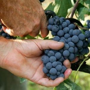 Tuttowine, la sfida di Fiera Milano a Vinitaly