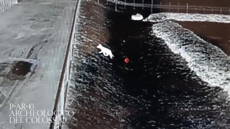 C’è una volpe al Colosseo: “Habemus vulpem. La cercavamo da sei anni”