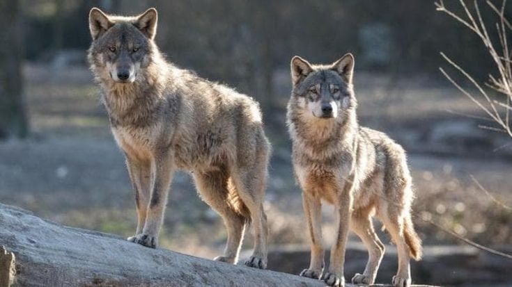Lupi in Puglia, una proposta di legge per fermare gli attacchi a bestiame e animali domestici. Coldiretti: “Bisogna ridurre la presenza di cinghiali”