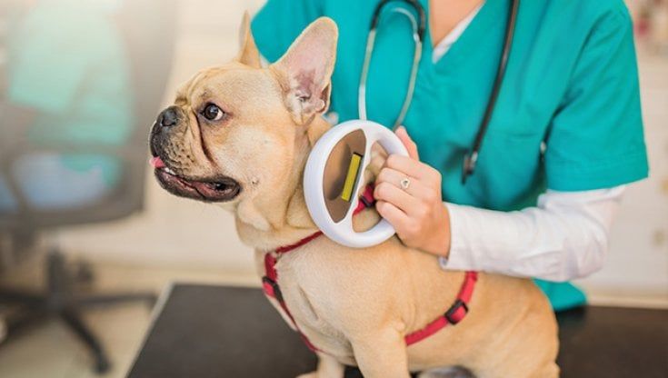 In Italia cresce il numero di cani e gatti provvisti di microchip