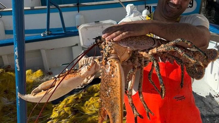 Salento, pesca da record: un astice da 6 chili catturato a Tricase Porto