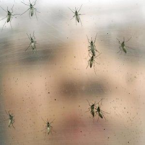 Chikungunya, i casi nel Lazio salgono a 252. Cinquanta  sono a Roma 