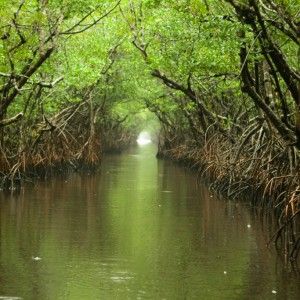 Patrimoni naturali Unesco, pi&ugrave; di un terzo nel mondo sono in pericolo