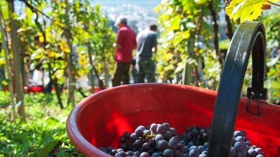 "Qualità scarsa". "No a previsioni frettolose": sulla vendemmia è scontro tra Coldiretti e Riccardo Cotarella