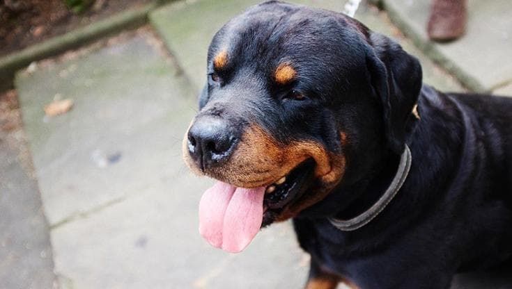 “Ringrazia Dio che il cane ha lasciato la presa...”. Nuove minacce dopo l’aggressione col rottweiler