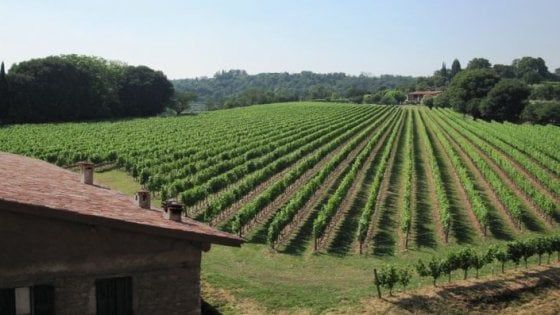 "Prima viticoltori, poi produttori": il Franciacorta secondo Biondelli
