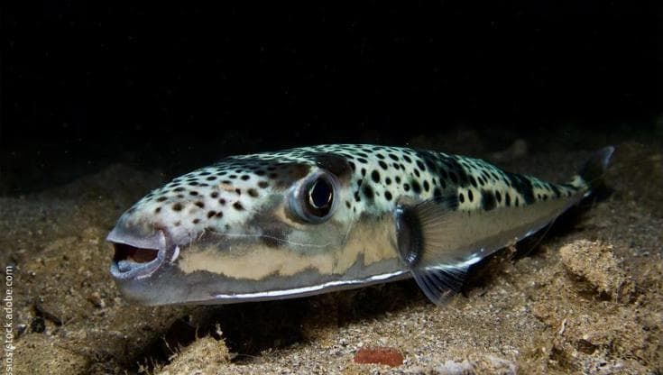 Una “taglia” sul pesce palla maculato: la strategia greca contro la specie invasiva