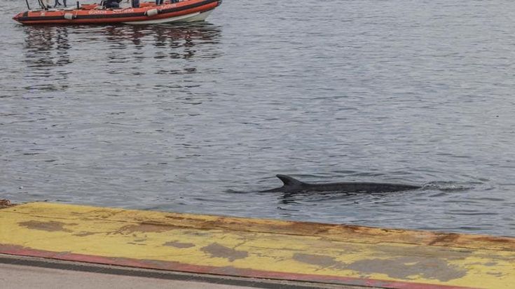 Napoli, balenottero di 12 metri nel porto: dopo i soccorsi prende il largo