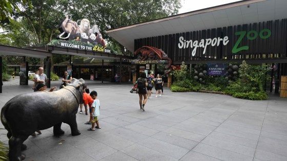 Singapore, la giungla trasformata in parchi e zoo. Gli animalisti: "Così togliamo habitat alla natura"