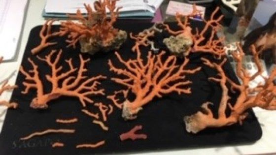 Depredati 400 chili di corallo in Costiera Amalfitana: ci vorranno 50 anni per riparare al danno