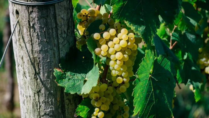 La cantina al confine con la Slovenia dove la muffa (nobile) rende grandi i vini del Collio