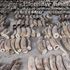 Singapore, sequestro record di avorio: recuperate 9 tonnellate del prezioso materiale