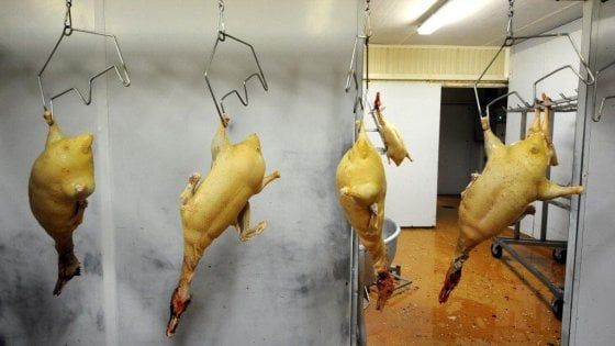 Se l'etica arriva in cucina: "Non fate soffrire gli animali"