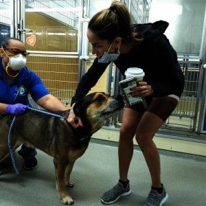 In Emilia-Romagna dal 27 aprile possono riaprire i saloni di toelettatura per cani