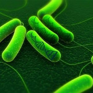  Helicobacter: ecco perché può causare il cancro dello stomaco