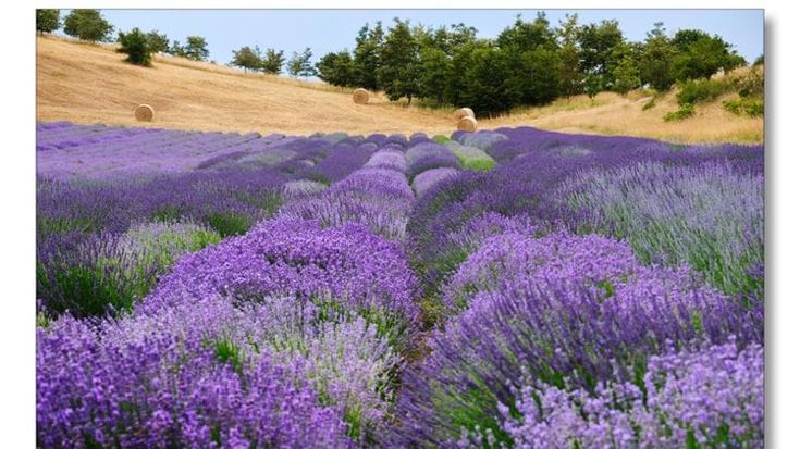 Weekend nel lavandeto di Rodiano: il mare viola che profuma di Provenza