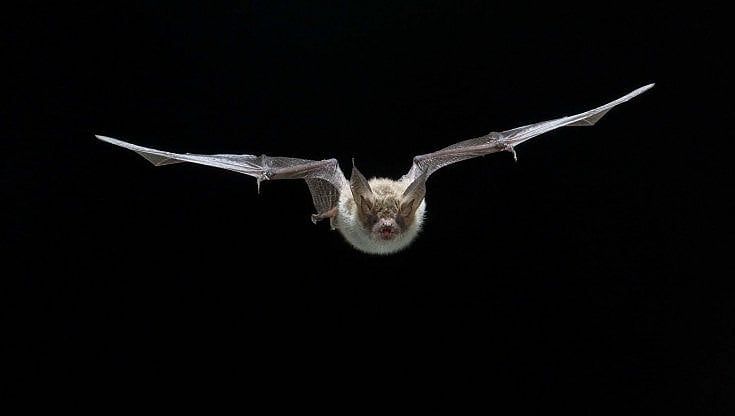 Virus nei pipistrelli, trovati ceppi quasi uguali a Sars-Cov2