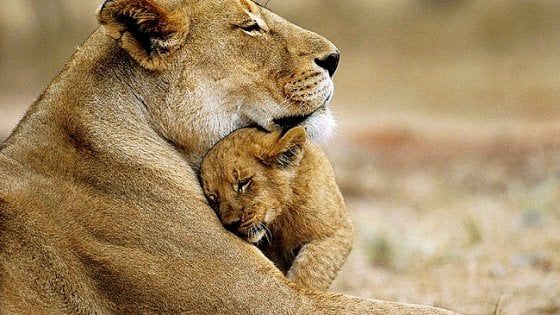 Dal leone all'elefante, il 60% dei grandi mammiferi rischia l'estinzione
