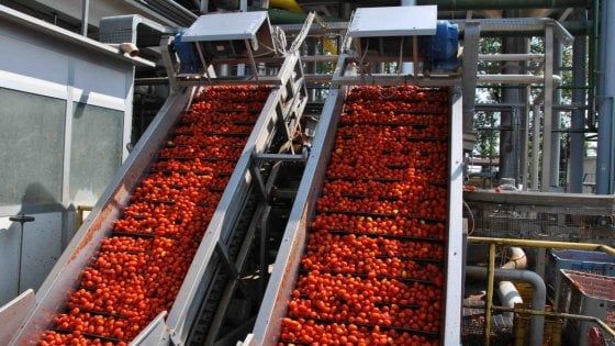 Dalle bombe d'acqua alle ondate di calore: raccolta del pomodoro dimezzata