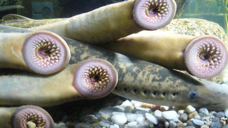 Foche killer e vampiri di mare: le acque americane non sono mai state così pericolose. E la colpa è dell’inquinamento