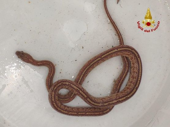 Bologna, serpente di un metro nel seminterrato di un condominio