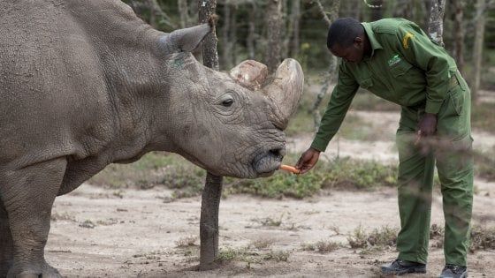 Kenya: morto ultimo rinoceronte bianco settentrionale maschio