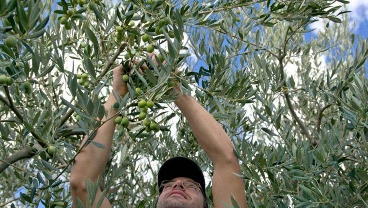 L'olio Tenute Caracci premiato a Dubai