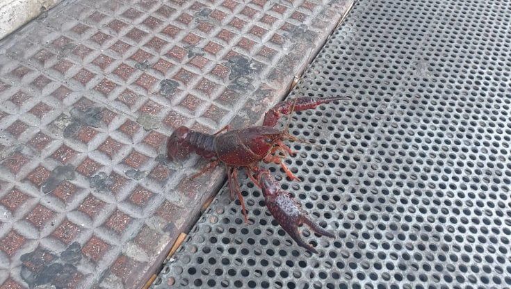 Crostaceo fugge dal ristorante, lo strano avvistamento nel centro di Bari
