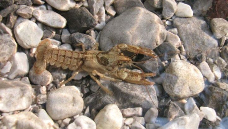 Liguria, allarme gamberi di fiume, stanno scomparendo. Ecco come salvarli